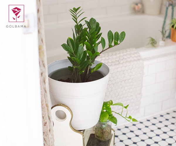 زامیفولیا از گیاهان مناسب سرویس بهداشتی و حمام