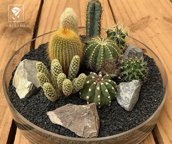 کاکتوس مناسب دستشویی