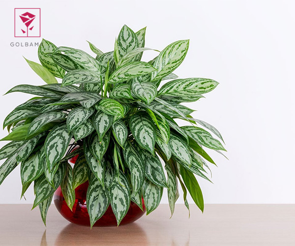 آگلونما از گیاهان مناسب سرویس بهداشتی و حمام