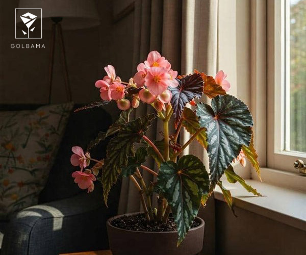 بگونیا عروس گیاه مناسب دستشویی تاریک