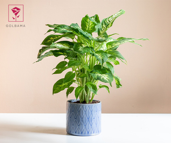 دیفن باخیا گیاه آپارتمانی مناسب حمام