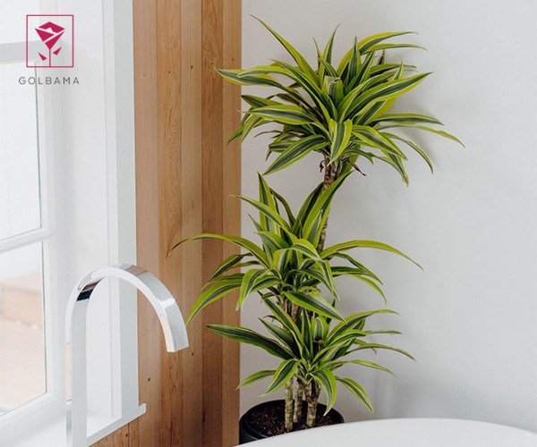 دراسنا از گیاهان مناسب برای حمام و سرویس بهداشتی