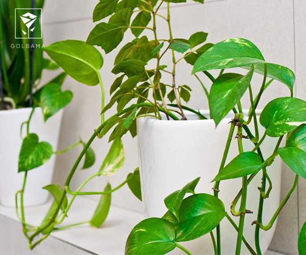 پاپیتال گیاه مناسب حمام و دستشویی