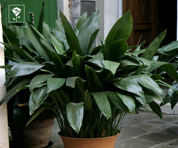 پرسیاوشان از گیاهان مقاوم برای سرویس بهداشتی