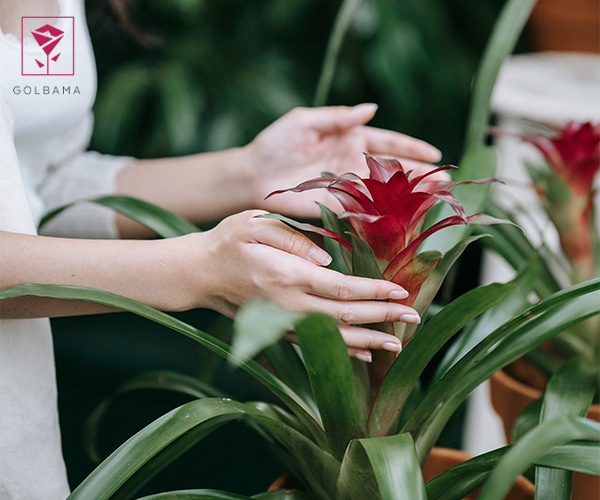 گیاه آناناسیان از گیاهان مناسب سرویس بهداشتی و حمام