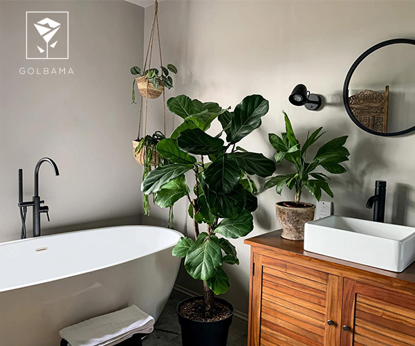 گیاهان مناسب سرویس بهداشتی و حمام