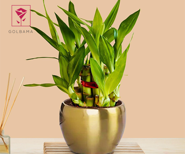 بامبو گل مناسب دستشویی در فنگ شویی