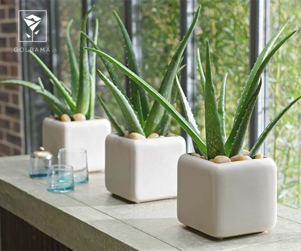 آلوئه ورا از گیاهان مناسب سرویس بهداشتی و حمام