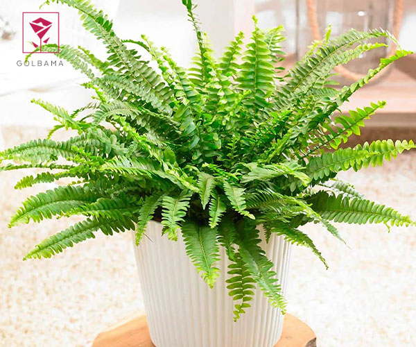 سرخس بوستون گیاه مناسب حمام و دستشویی