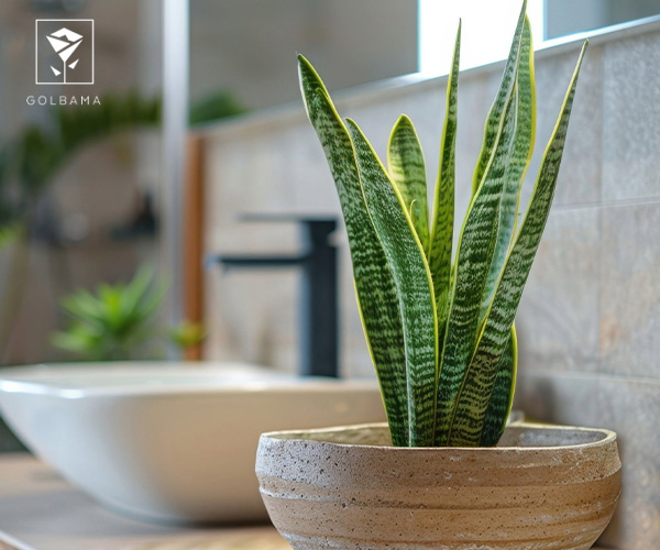 سانسوریا یا گیاه ماری از گیاهان مناسب سرویس بهداشتی و حمام