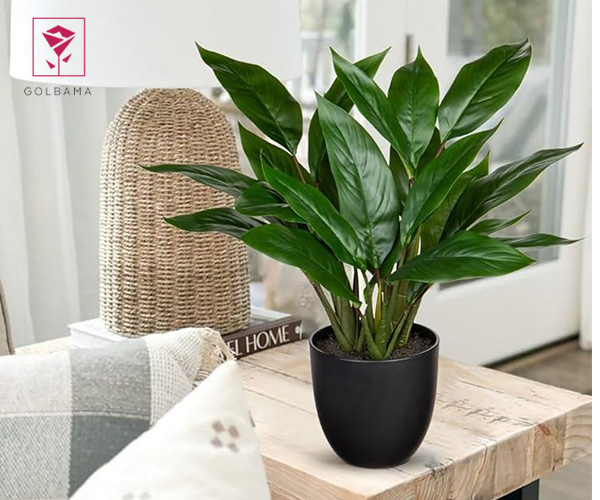 گیاه برگ عبایی گیاه مخصوص دستشویی و حمام