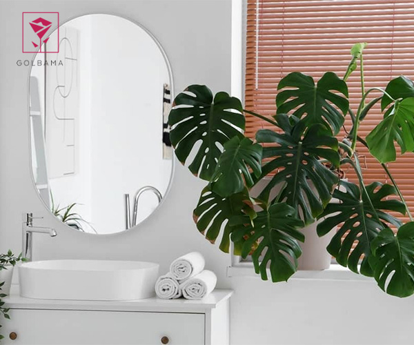 برگ انجیری از گیاهان مناسب سرویس بهداشتی و حمام