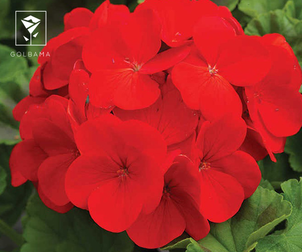 گل شمعدانی گل رسمی متولدین آبان ما