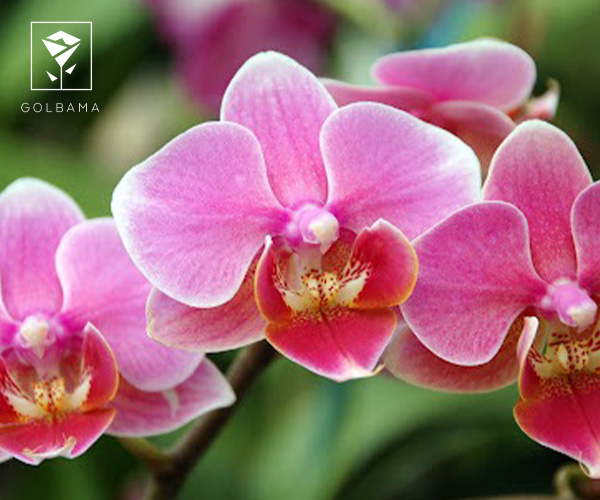 گل ارکیده زیباترین گل ماه تولد آبان