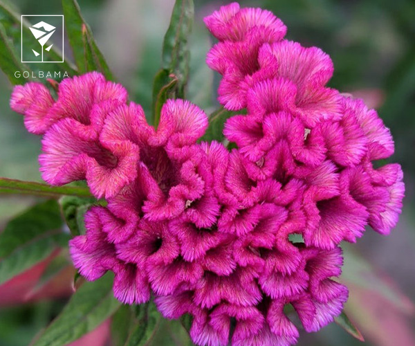 گل تاج خروسی