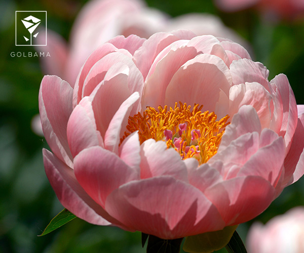  گل پیونی یا گل صد تومانی گل ماه تولد آبان