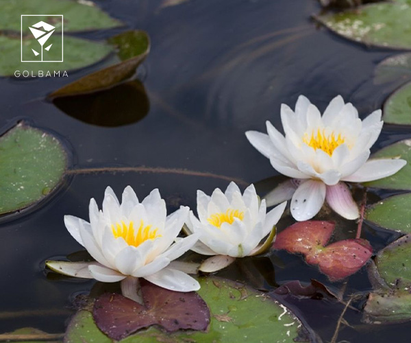 گل نیلوفر آبی گل ماه تولد آبان