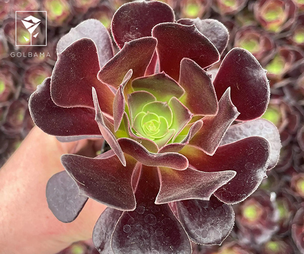  گیاه آئونیوم جالبترین گل ماه تولد آبان