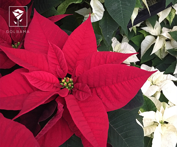 گیاه بنت قنسول گل ماه تولد آذر