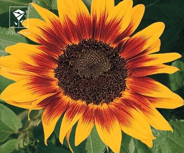  گل آفتابگردان یا آذرگون