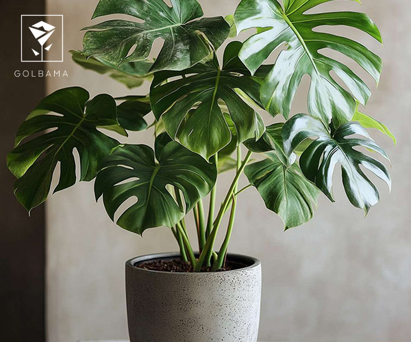  گیاه مونسترا یا برگ انجیری