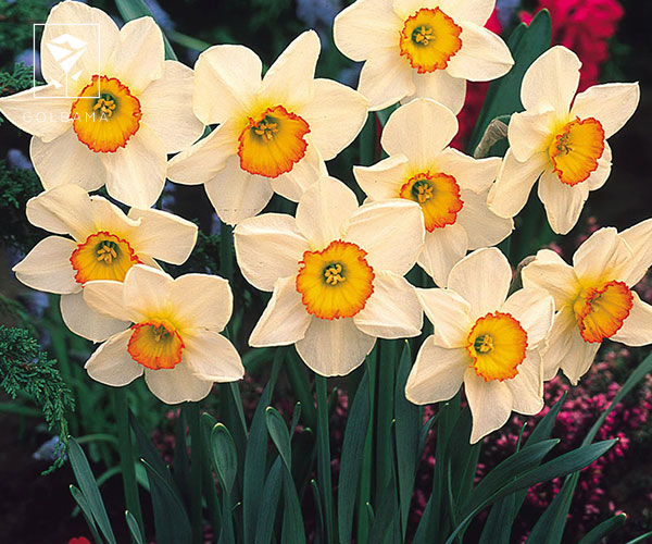 گل نرگس اصلی ترین گل ماه تولد آذر