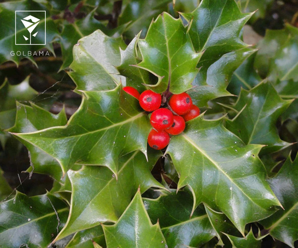 گل همیشه سبز هالی گل ماه آذر