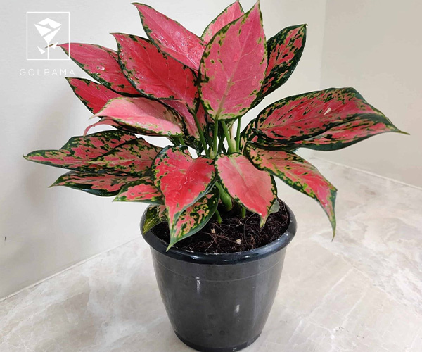 گیاه اگلونما