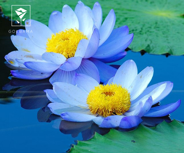 نیلوفر آبی گل متولدین ماه اسفند