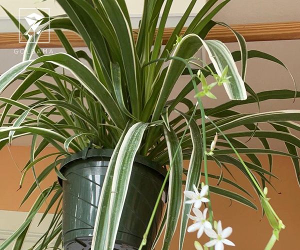 گیاه عنکبوتی