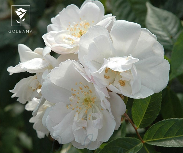 گل نسترن گل ماه تولد اسفند