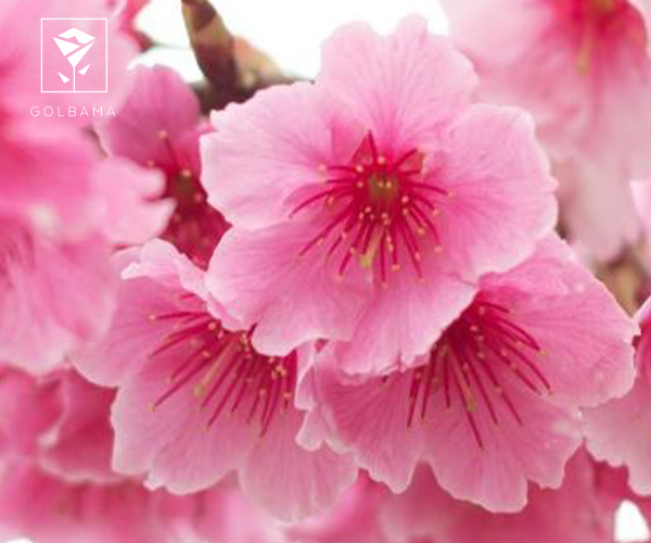 شکوفه گیلاس گل متولدین ماه اسفند