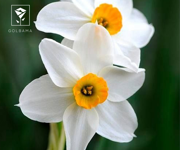 گل نرگس اصلی ترین گل ماه تولد اسفند