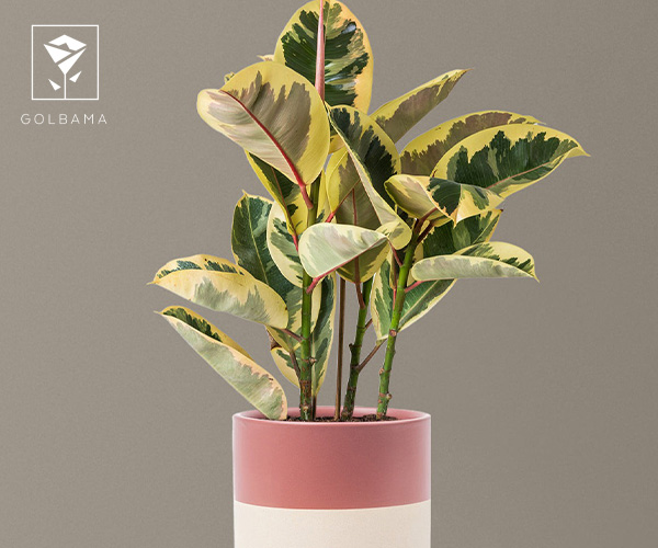 گیاه بروملیاد گل متولدین دی ماه