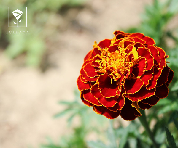  گل همیشه بهار گل ماه تولد دی ماه