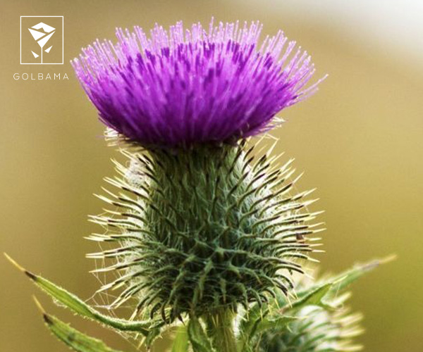  گل خار گل ماه تولد دی ماه: ستایش استحکام و محافظت