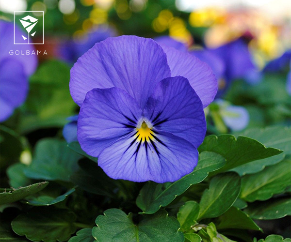  گل بنفشه گل متولدین دی ماه: گواهی بر استقامت و ژرفای وجود