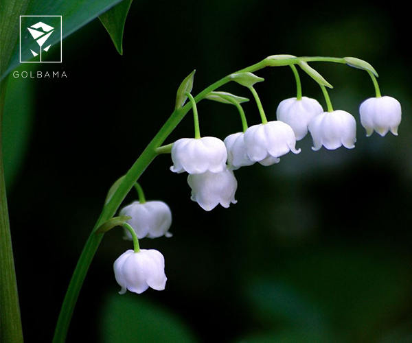 گل برف گل متولدین ماه دی: نمادی از امید