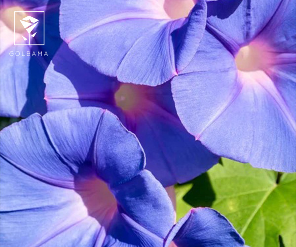 پیچک گل متولدین ماه دی: تجسم وفاداری و پایداری