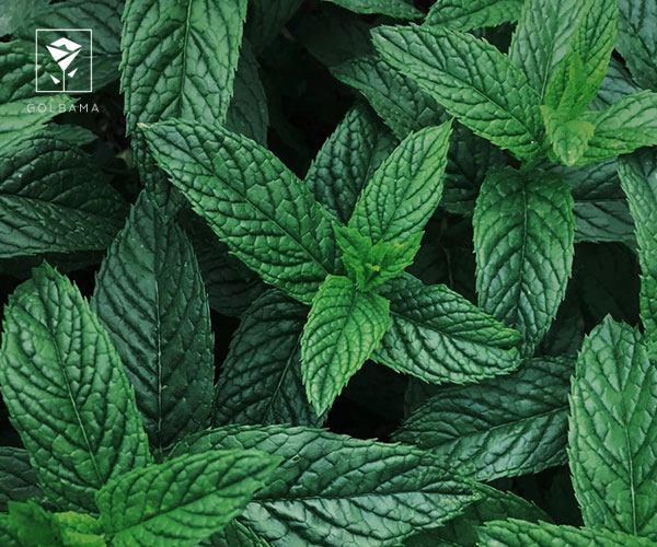 10. گیاه سانسوریا گیاه آپارتمانی مناسب فصل زمستان