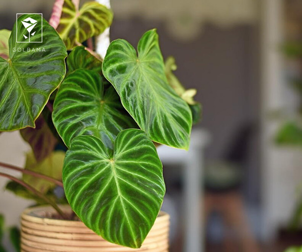 22. فیلودندرون از بهترین گیاهان آپارتمانی زمستانی