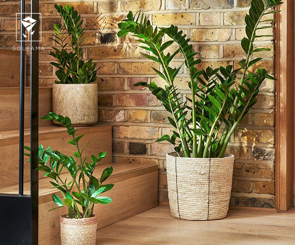 21. زامیفولیا گیاه آپارتمانی مناسب فصل زمستان