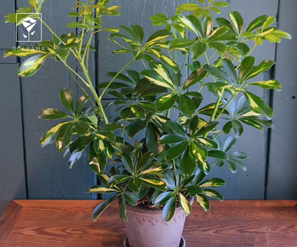 25. شفلرا گل آپارتمانی مناسب فصل زمستان