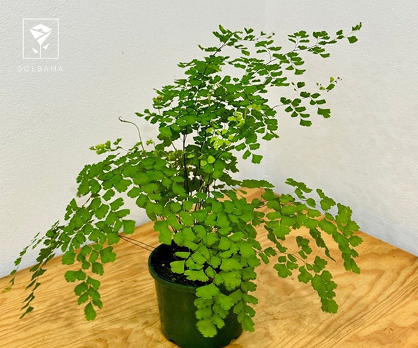 19. پرسیاوش از بهترین گیاهان آپارتمانی زمستانی