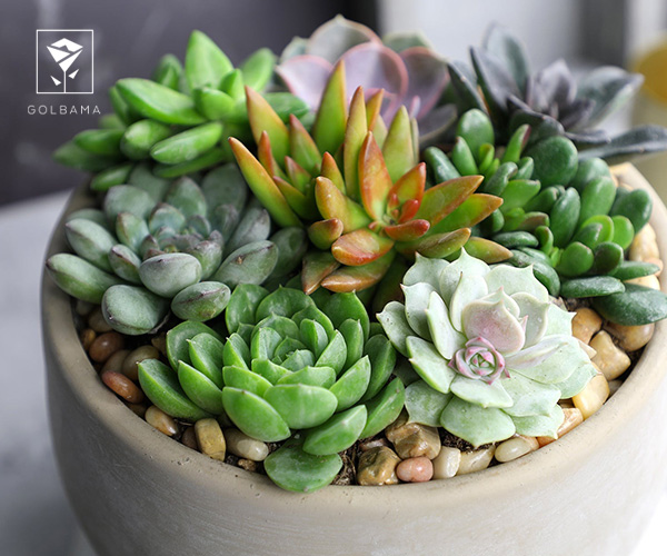 27. گیاهان گوشتی یا ساکولنتها