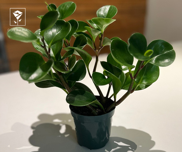 24. برگ قاشقی گیاه آپارتمانی مناسب فصل زمستان