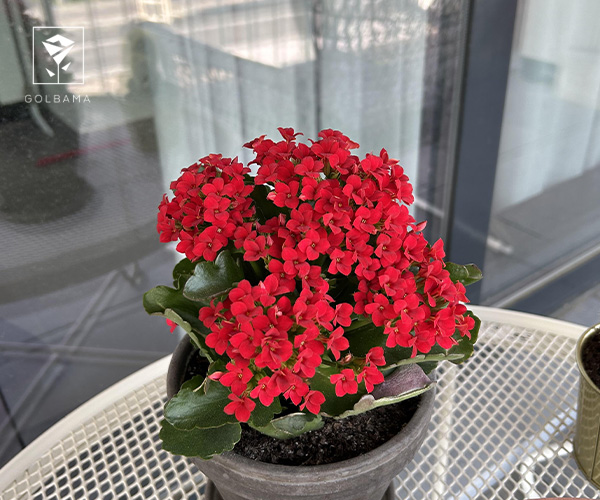 9. کالانکوئه گیاه آپارتمانی مناسب زمستان