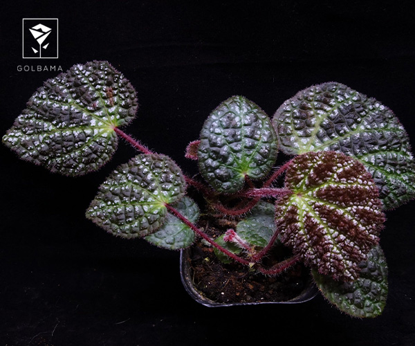 3. بگونیا گیاه آپارتمانی مناسب فصل زمستان