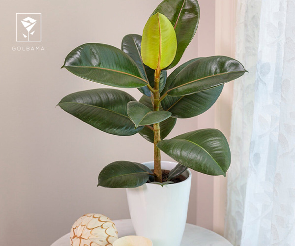 20. فیکوس از گیاهان مناسب پاییز و زمستان