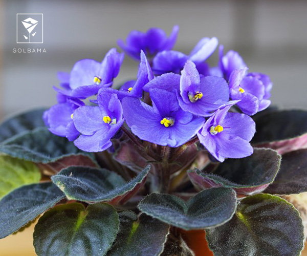 2. بنفشه آفریقایی